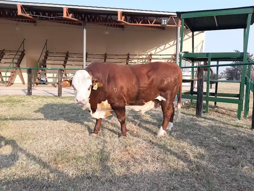 Sociedad Rural del Chaco en Margarita Bel&eacute;n