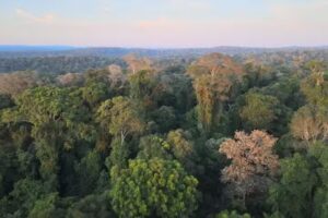 Yerba mate Saltos del Moconá