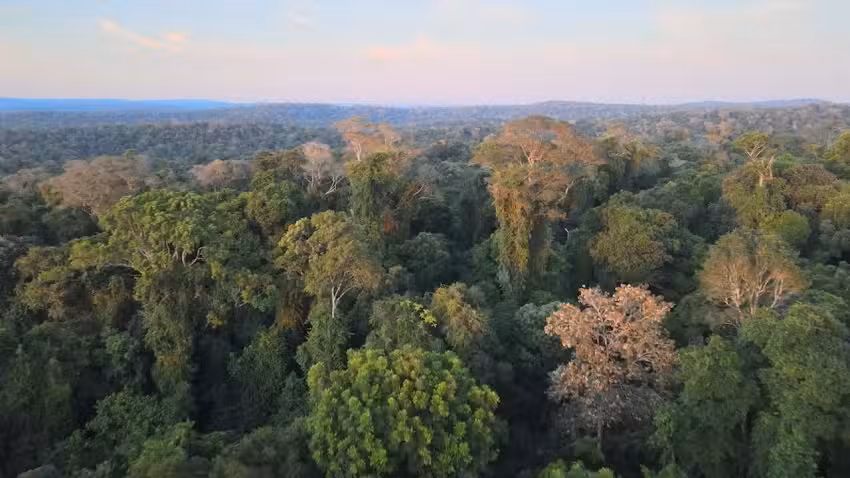 Yerba mate Saltos del Mocon&aacute;